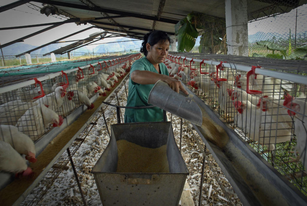 Debajo de las jaulas de las ponedoras, donde se concentran sus excretas durante un año, se reproduce un hongo causante de la histoplasmosis; lo que advierte sobre las medidas de protección que deben adoptar los trabajadores para evitar su inhalación. Foto: René Pérez Massola