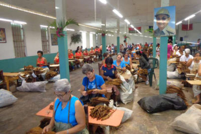 San Luis también avanza en beneficio de tabaco