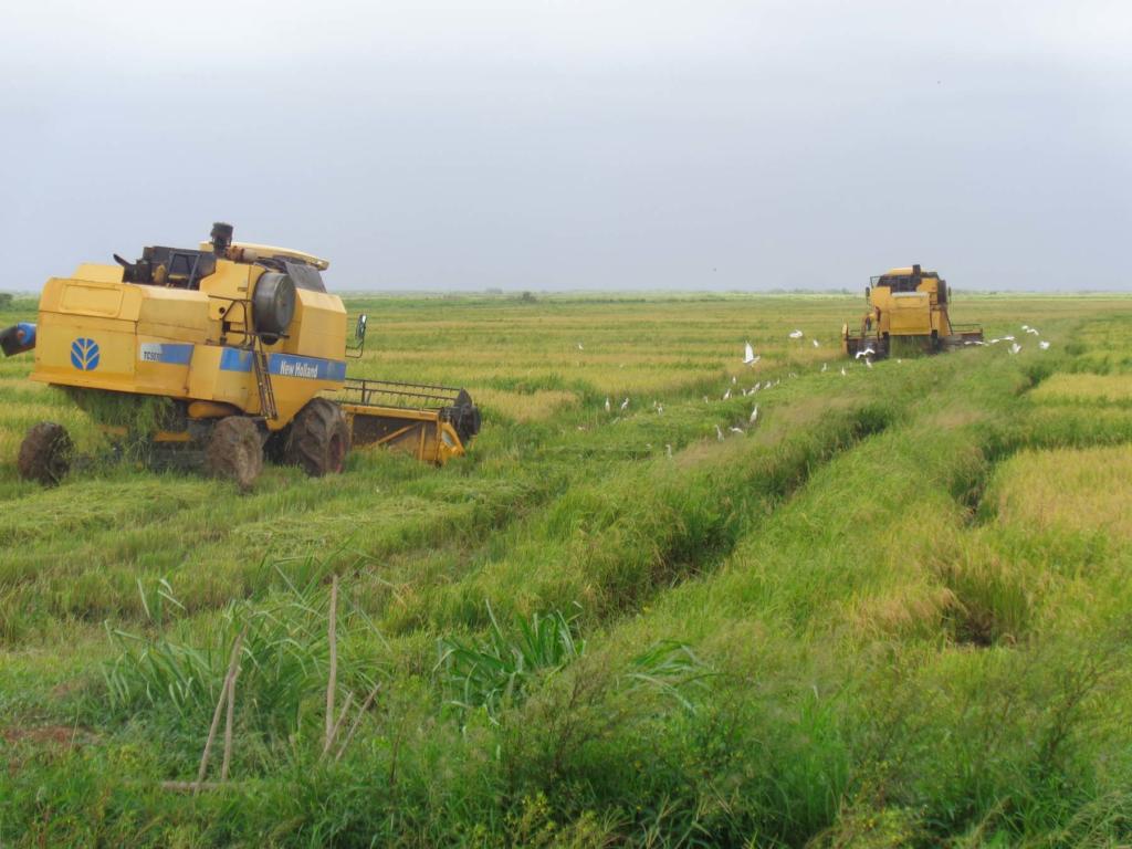 Áreas de la Empresa Agroindustrial de Granos Los Palacios, tercer polo arrocero del país. Foto del autor