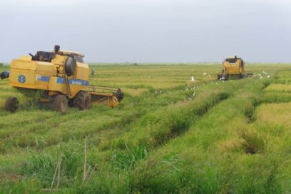 La buena ciencia del arroz y otros granos