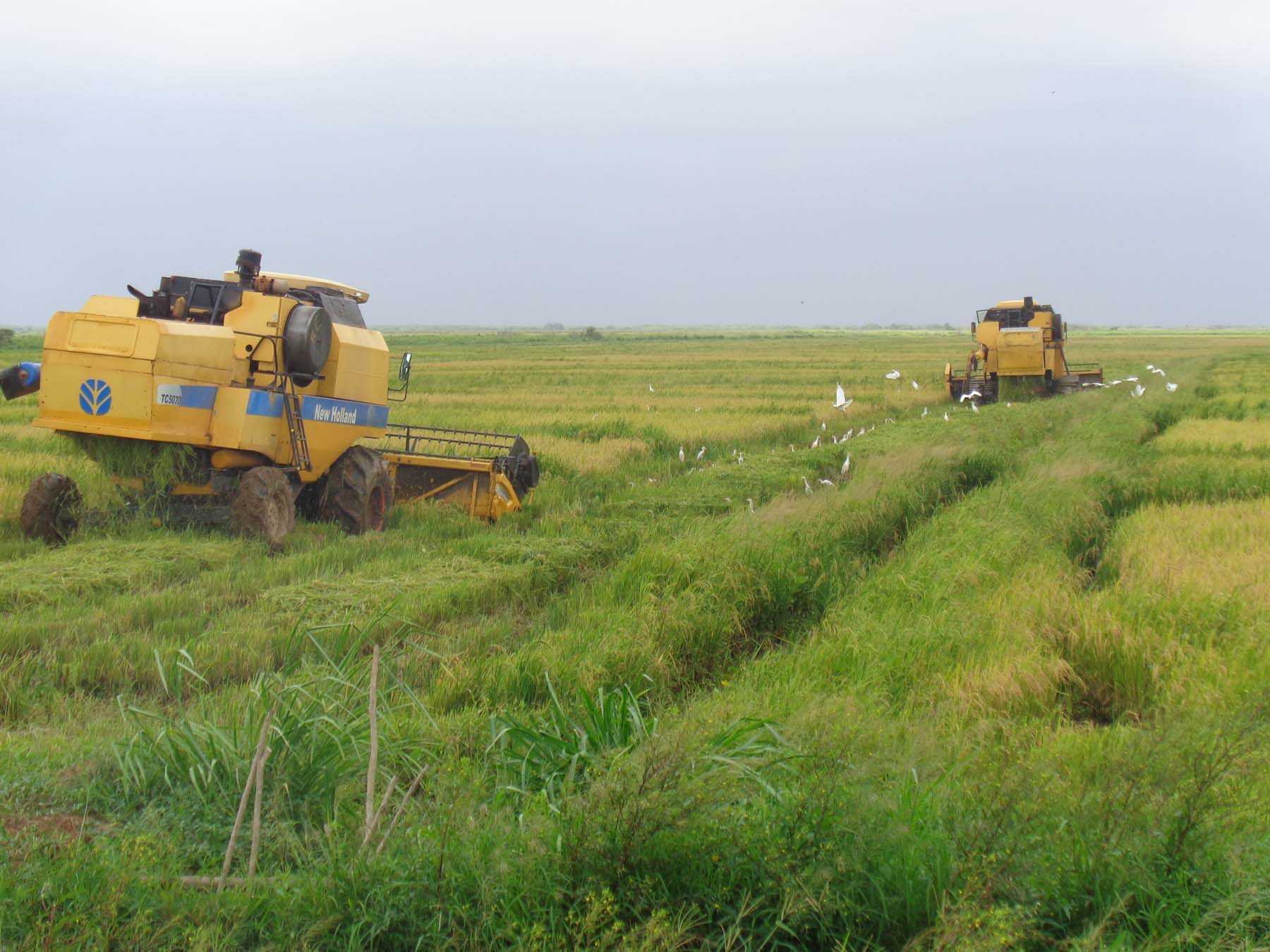 Áreas de la Empresa Agroindustrial de Granos Los Palacios, tercer polo arrocero del país. Foto del autor