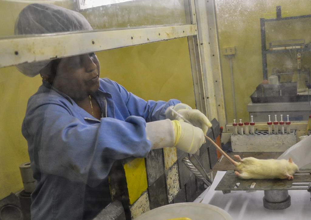 Las investigaciones no clínicas se realizan en animales y constituyen otra esfera en el trabajo del Centis. Foto: Cristian Domínguez