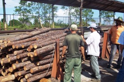 Agropecuarios y Forestales: funcionar para producir más