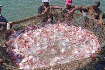 Por una industria alimenticia y pesca eficiente en Villa Clara