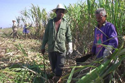 Convocan al movimiento por  100 mil toneladas de caña