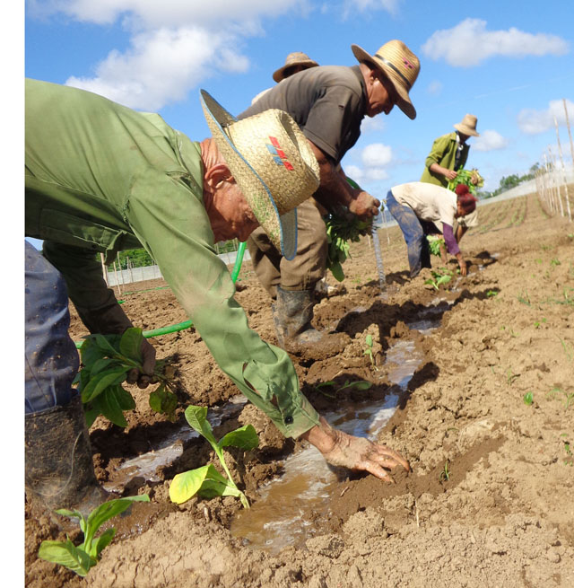 Los tabacaleros pretenden reanimar el tradicional cultivo al que Natura le ha dañado los semilleros.