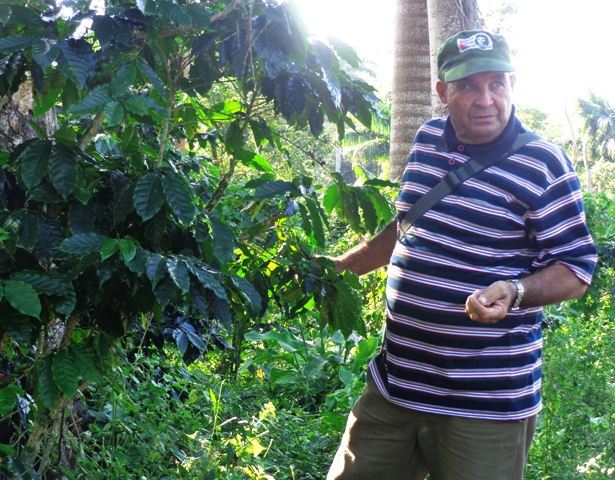 “El programa de recuperación cafetalera ya debe comenzar a dar sus primeros frutos”, dice el Héroe del Trabajo de la República de Cuba, Ezequiel Cantillo Rodríguez. Foto: Rodny Alcolea