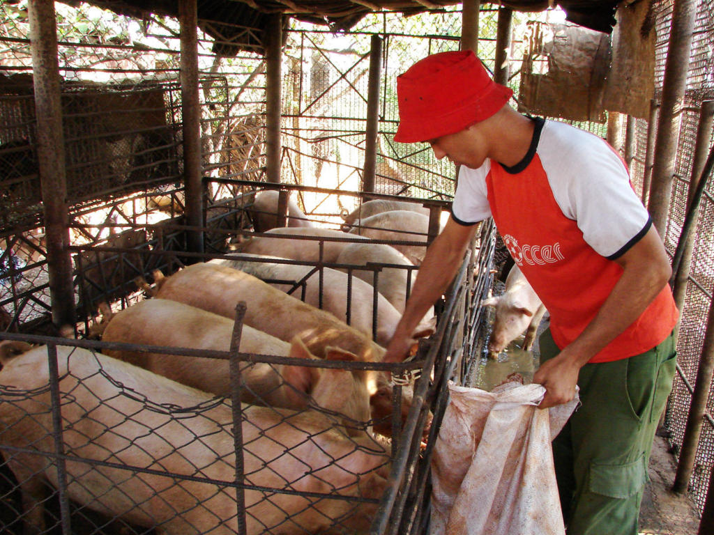 La producción crece en correspondencia con el cuidado del medio ambiente y de los trabajadores. Foto: Agustín Borrego