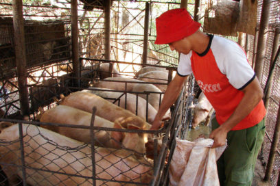 Programa porcino: Paradoja entre producción y precios