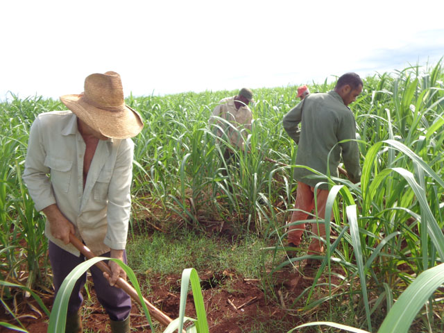 La batalla para eliminar el enyerbamiento en las plantaciones es el principal reto en la Unidad Básica de Producción Cooperativa La Maya. Foto: José Luis Martínez Alejo