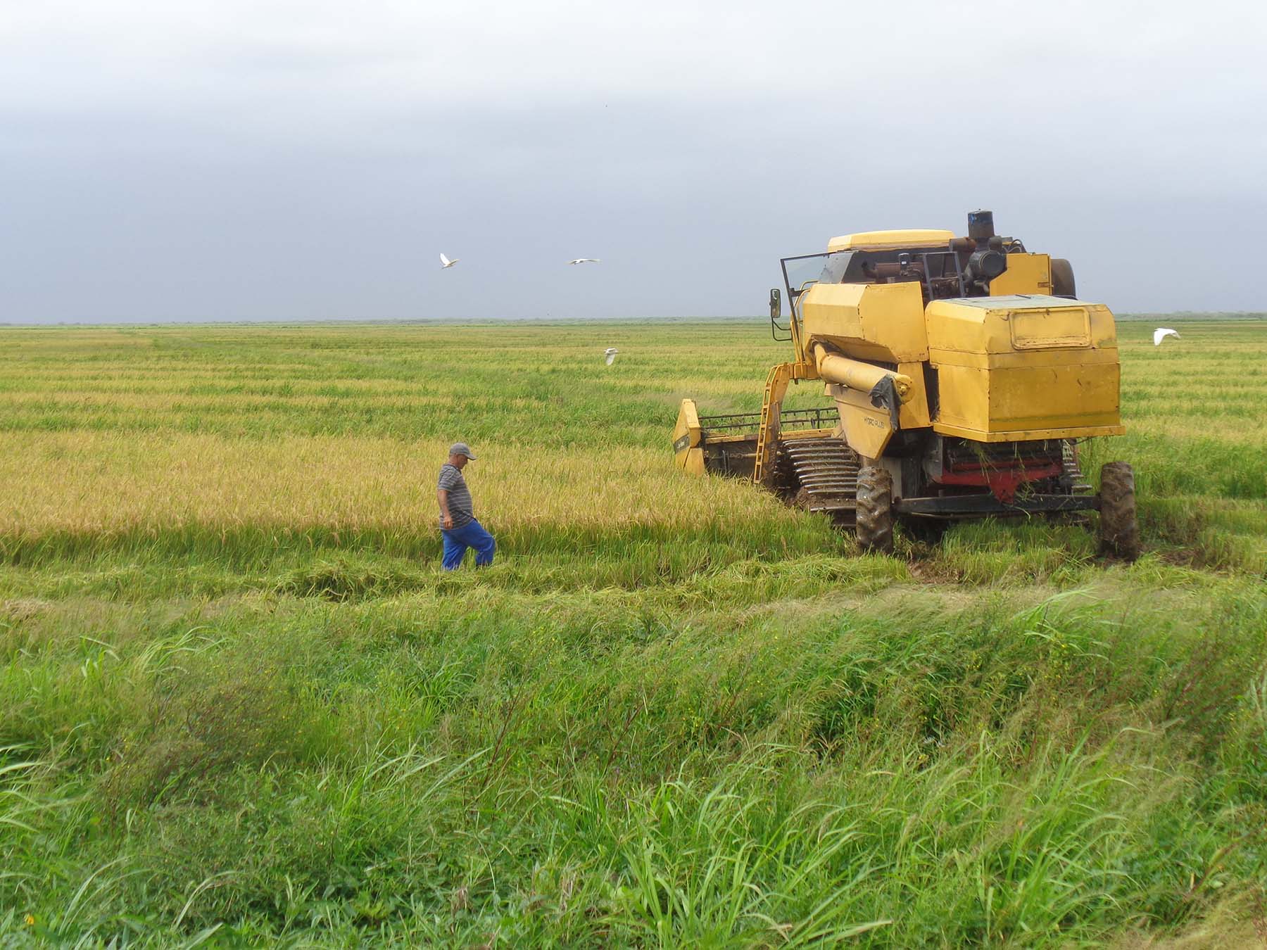 : Desde diciembre de 2012 se han entregado unas 4203 ha de tierras en usufructo para el cultivo del arroz. Foto: Eduardo González Martínez