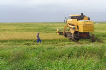Reordenamiento para aprovechar la tierra en Pinar