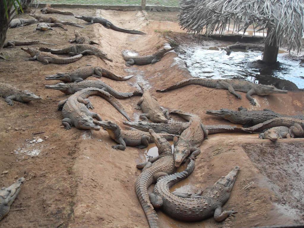 Unos 1347 ejemplares del cocodrilo americano se encuentran en el criadero.