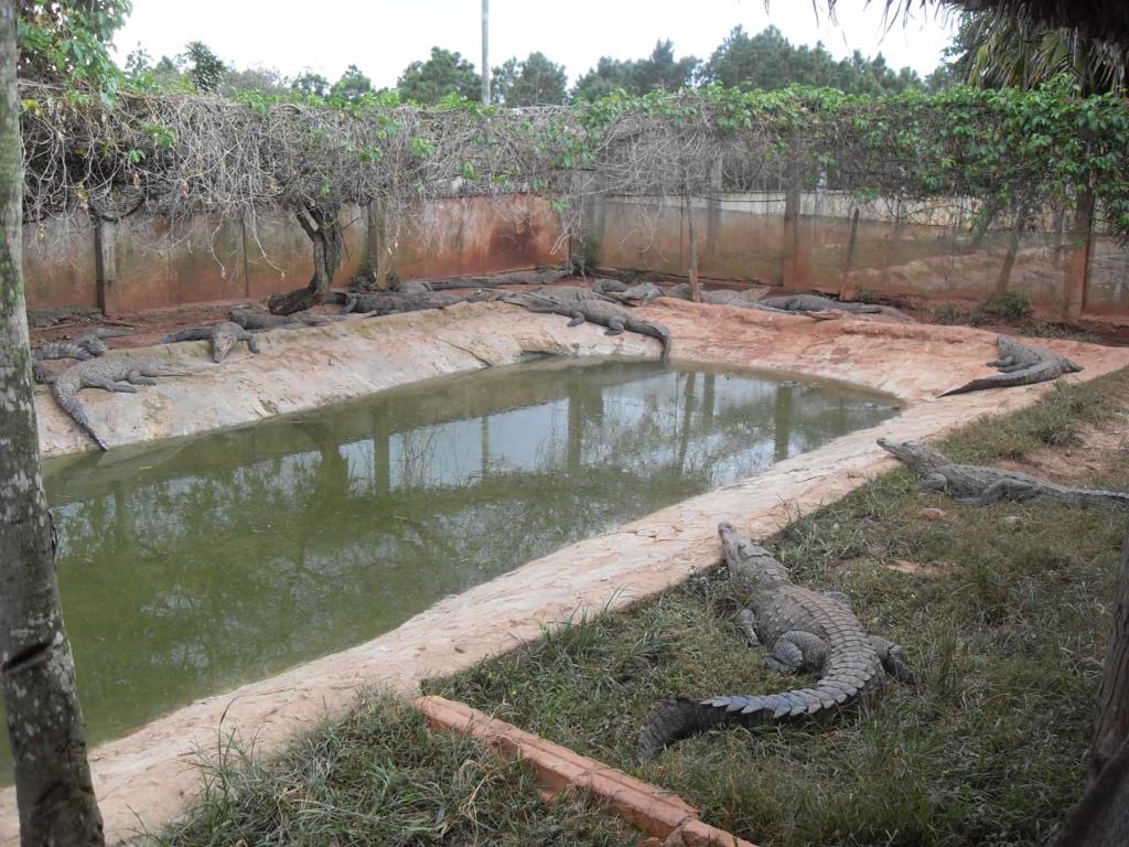 La sequía incidió en la disminución de los niveles reproductivos en el criadero de cocodrilos.