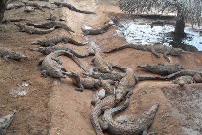 Los monstruos de Sabanalamar sienten la sequía