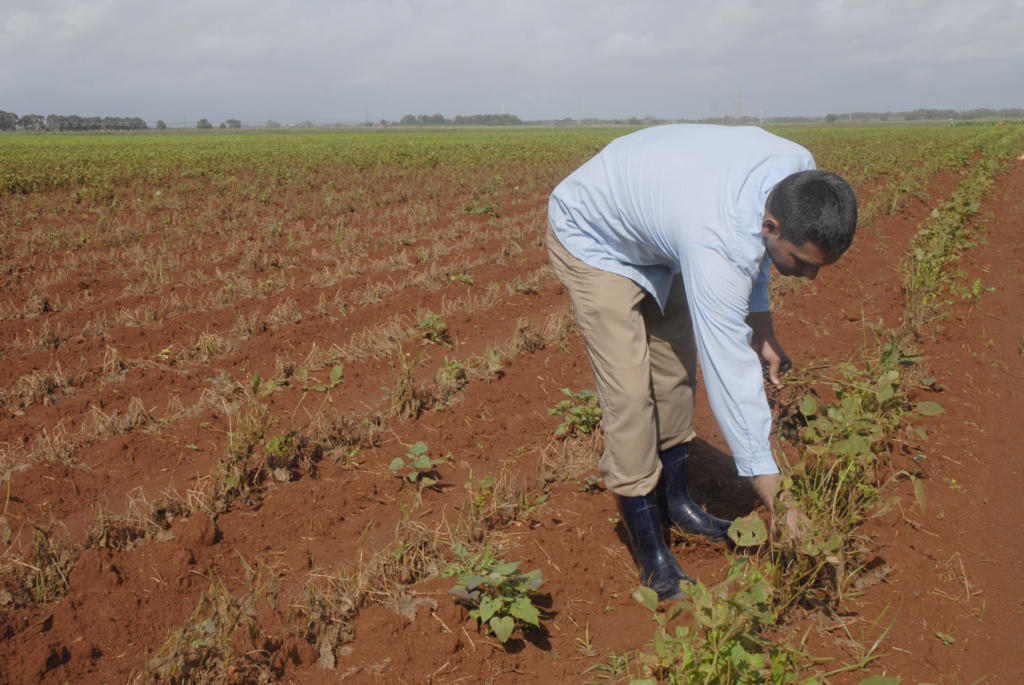 El mal tiempo, el encharcamiento y el exceso de humedad daña a casi todos los campos sembrados de papa. Foto: Agustín Borrego