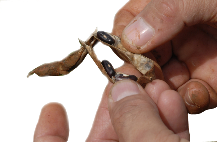 Casi todos los frijoles tienen afectaciones, y muchos de los cosechados carecen de calidad parala comercialización. Foto: Agustín Borrego