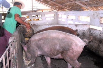 Ejecuta inversiones Empresa Porcina de Las Tunas