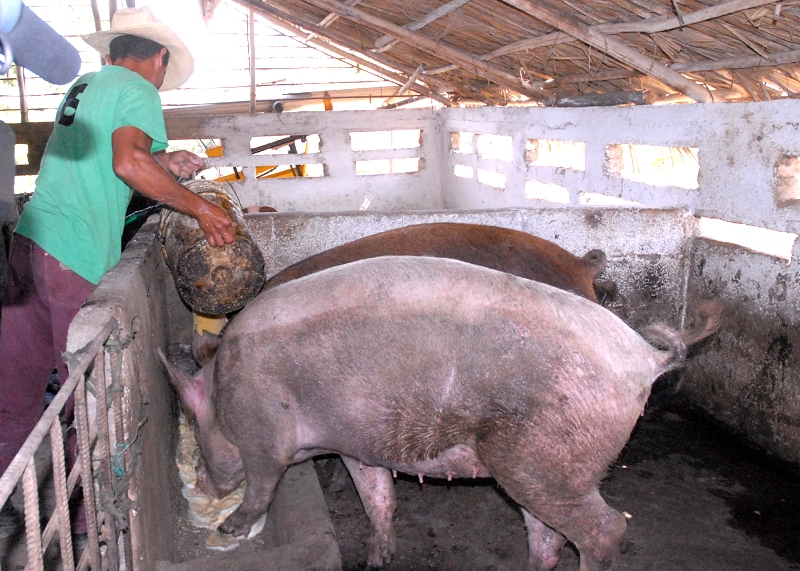 Los convenios con criadores privados son los mayores proveedores. Foto: Jorge Pérez Cruz