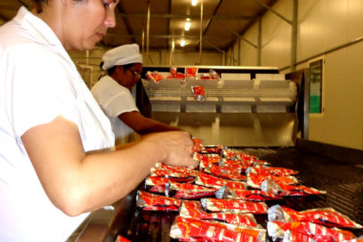 Inicia campaña del tomate combinado de Ceballos