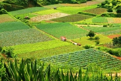 Enrumbar la producción  agropecuaria
