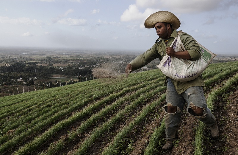 Banao mantiene el imperio de la cebolla en el país, pero sus diversificadas producciones se han cuadruplicado en los últimos cuatro años. Foto: René Pérez Massola