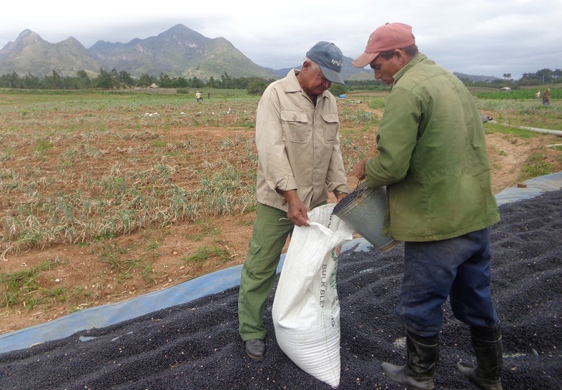 Aunque todavía es insuficiente, la producción de frijoles ha crecido de 80 a 500 toneladas en el último trienio. Foto: Elisdany López Ceballos