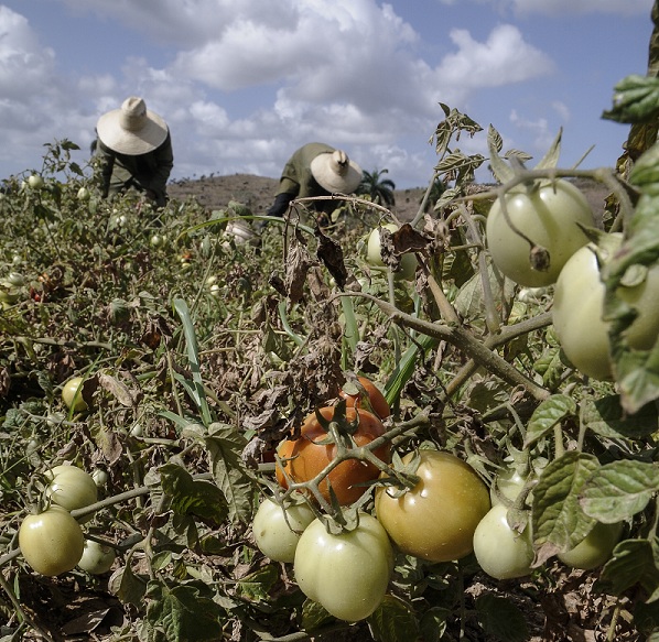 Durante casi todo el 2015 hubo producción de tomate en la zona, pero el clima está afectando las cosechas de esta campaña de invierno. Foto: Elisdany López Ceballos