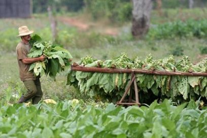Homenaje a los trabajadores tabacaleros