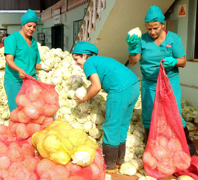 La producción de alimentos es una de las tareas más representada por las féminas de Ciego de Ávila. Foto: José Luis Martínez Alejo