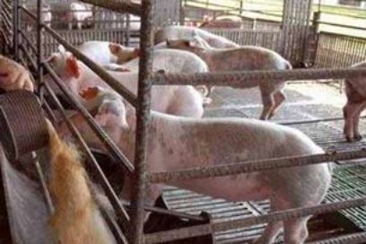 Reinicia producción centro integral porcino en Las Tunas