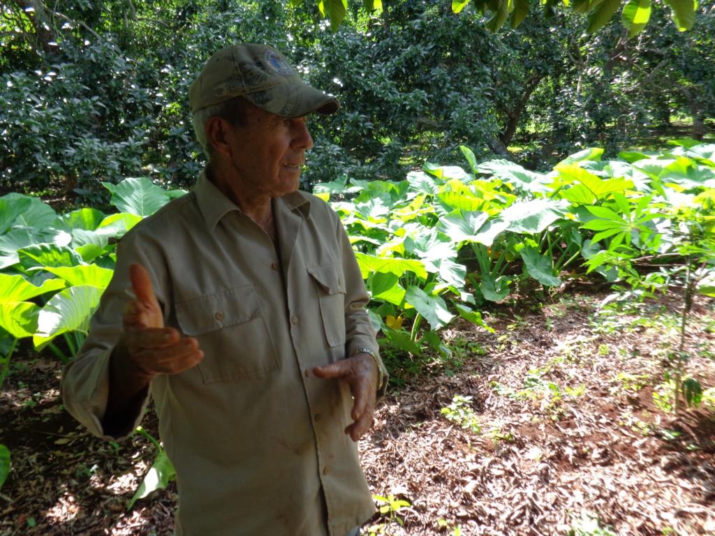 “La tierra no debe estar expuesta, porque hay mucho sol y mucho aire, que la resecan. La mejor forma de cuidarla es sembrándola”, asegura Carlos Ruiz.  Foto: Amaury Pérez Valdivia