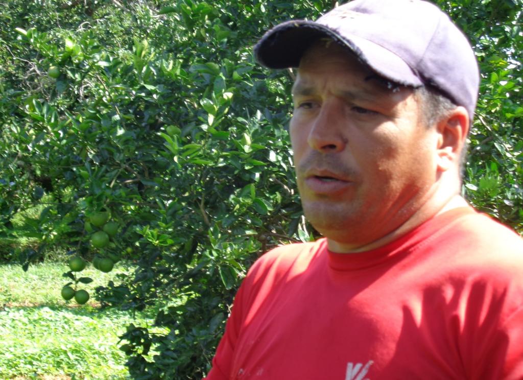 Para Jorge, los cítricos orgánicos tienen un futuro promisorio, “siempre y cuando reciban el cuidado que merecen. Hay pocos cultivos tan agradecidos como estos”. Foto: Foto: Amaury Pérez Valdivia