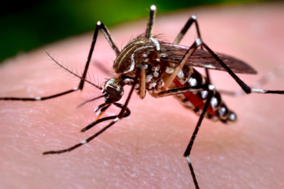 Villa Clara: rastrear y eliminar al Aedes