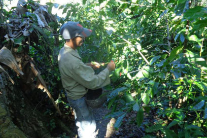 Al rescate del aroma perdido