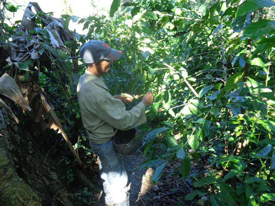 En la cooperativa de créditos y servicios de Los Granadillos obtienen un rendimiento de 102 quintales de café oro por hectárea. Foto: Manuel Valdéz Paz