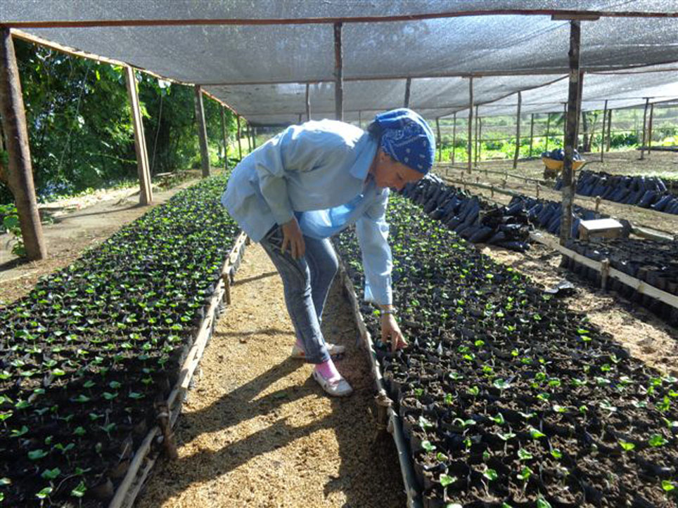 Más de 200 mil posturas de cafeto producen en el vivero de El Manguito. Foto: Manuel Valdéz Paz