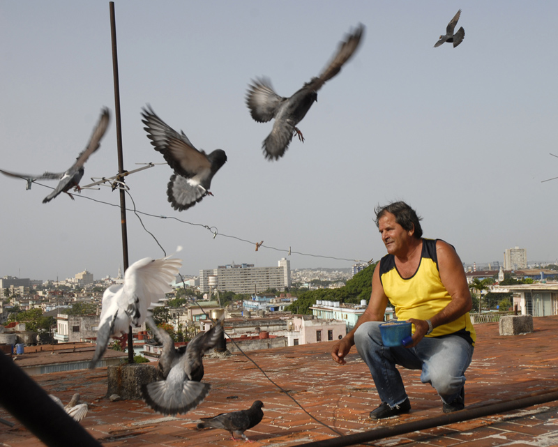palomas para seducir Foto: Agustín Borrego Torres