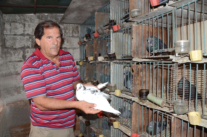 El palomar principal, junto a los pies de crías o reproductores. Este Pinto es uno de sus cruzamientos genéticos (con-sanguíneos). foto: JOAQUÍN HERNÁNDEZ MENA)
