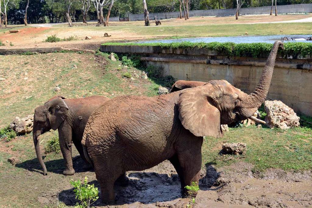 Llaman la atención los únicos ejemplares de elefantes existentes en el país. 
