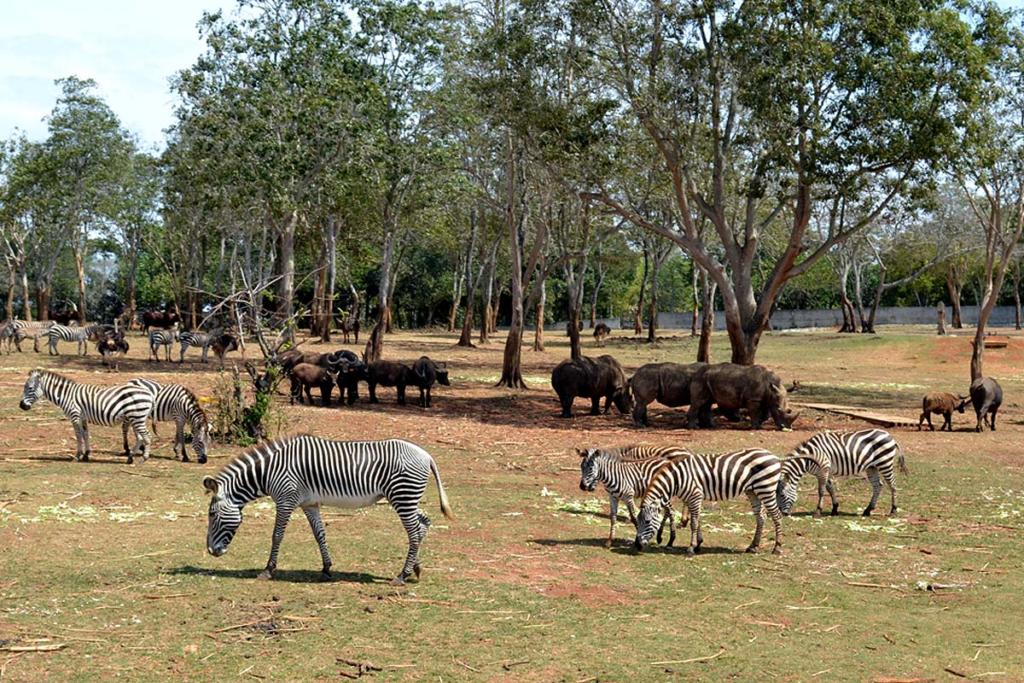 05La vista se recrea con la presencia de un centenar de cebras de las especies Grévy y Grant.