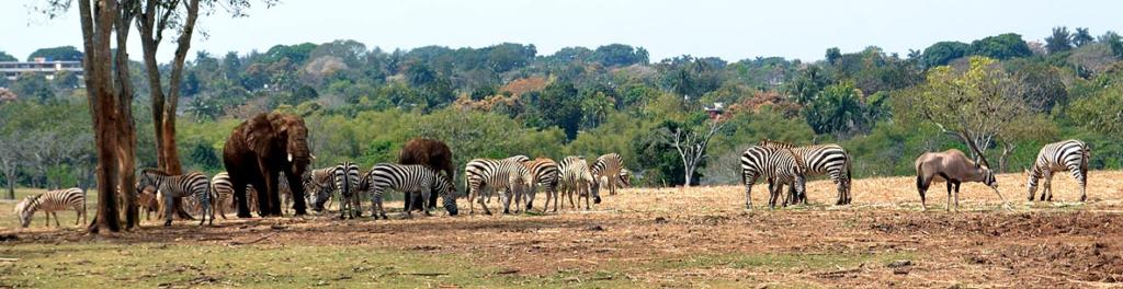 La pradera africana es el mayor espacio de exhibición con 42 hectáreas. 