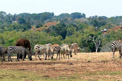 El Zoológico Nacional está de cumpleaños
