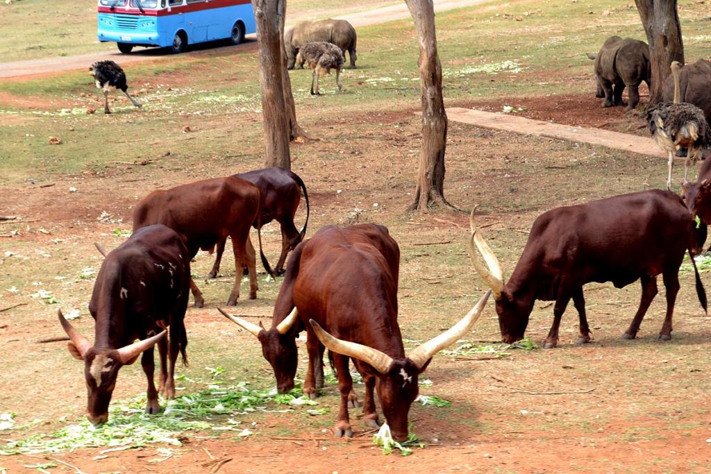 Uno de los más atractivos momentos es el paseo o safari en ómnibus durante alrededor de 35 minutos.