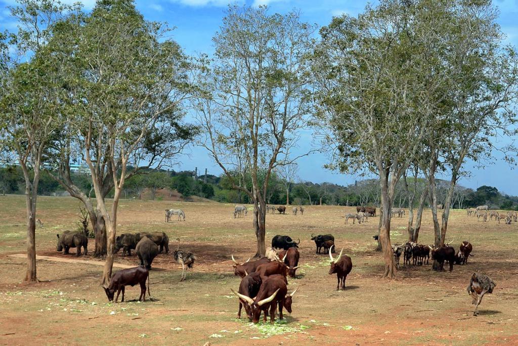 Foto: Eddy Martin Díaz