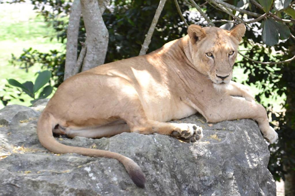 Uno de los ejemplares en el foso de los leones.