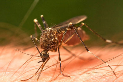 Se diagnostica el primer caso de virus de Zika importado en Cuba