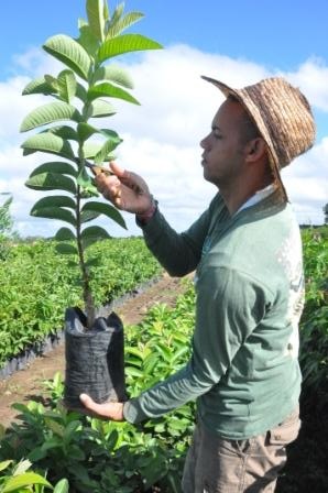 El trabajo en los viveros es imprescindible para lograr productos de calidad. Foto: Rafael Martínez
