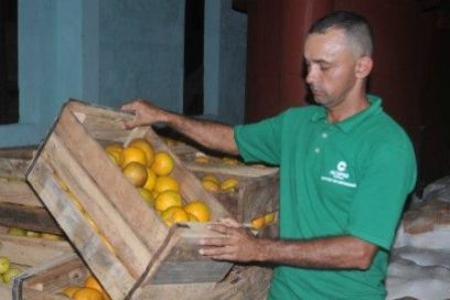 Para no prescindir de las frutas tropicales