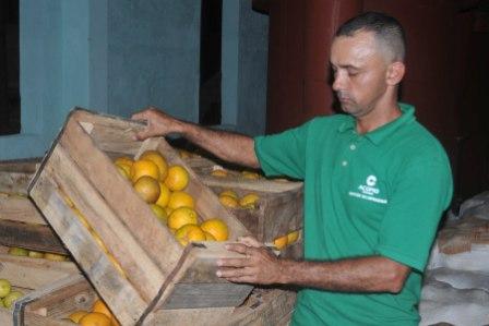 Elevar los niveles de producción de frutas incidirá de manera directa en elevar la calidad de vida de las personas por alimentación y una consecuente disminución de los índices de enfermedades cardiovasculares, obesidad, anemia y otros pedecimientos. Foto: Rafael Martínez